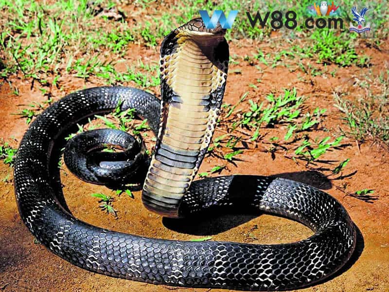Giải mã giấc mơ bị rắn cắn vào chân